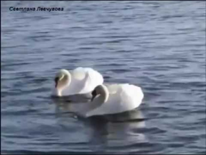 Видео песни лебеди