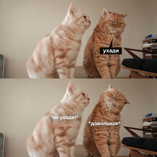 Это не тунец мем с котом Лента