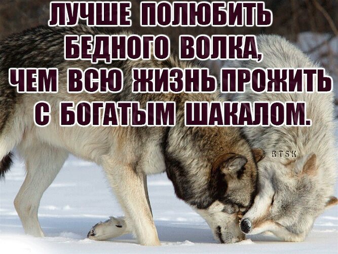 Лучше быть последним среди волков чем первым среди шакалов картинка