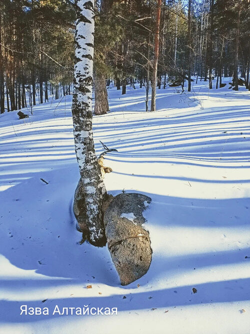 Язва алтайская дзен