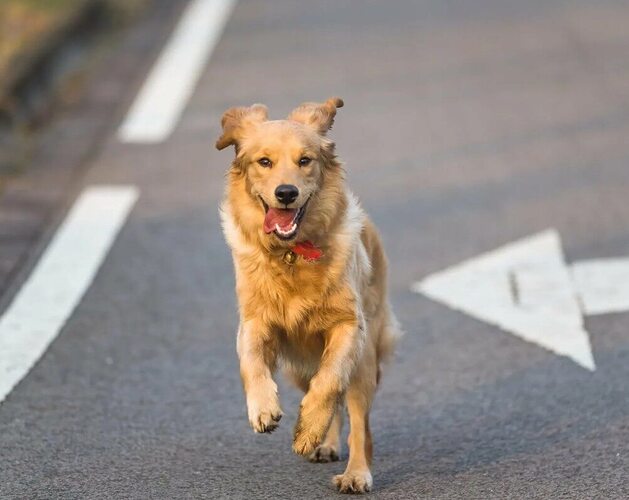 рядом с собакой сидела. дрессировка собак рядом. парень в сопках. человек с собакой со спины. рядом с собакой сидела.