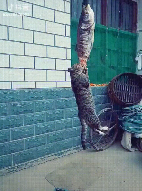 Украли кота