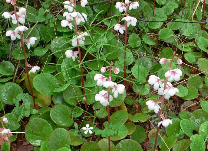 Pyrola rotundifolia - Image of an specimen - Plantarium