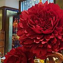 Знакомства: Даша, 45 лет, Хабаровск