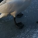 Знакомства: Алла, 60 лет, Любань