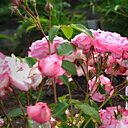 Знакомства: Тереза, 33 года, Хабаровск