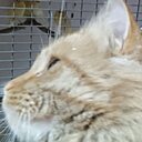 Знакомства: Динёк, 43 года, Ташкент